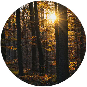 Habitat-Africa-Zeiss-95%-Light-Transmission