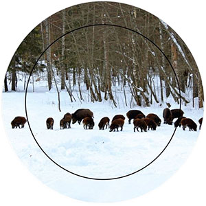 Habitat-Africa-Zeiss-Wide-Field-Of-View