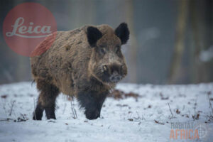 Leica-Magnus-i-Habitat-Africa